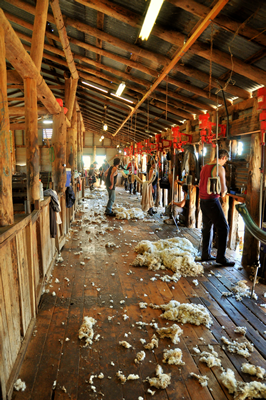 Steam Plains Shearing 022568  © Claire Parks Photography 